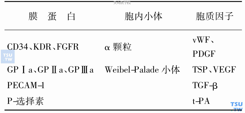 巨核细胞生成和血管新生的相互关系