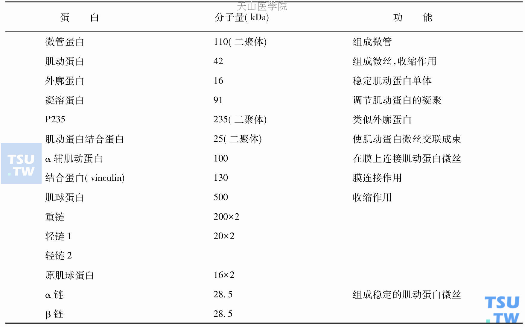 血小板的细胞骨架蛋白