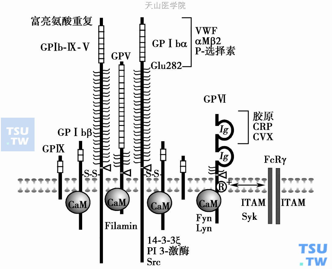  GPⅠb-Ⅸ-Ⅴ复合物结构示意图