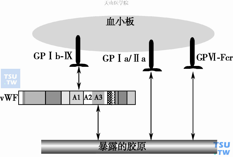 血小板的黏附功能