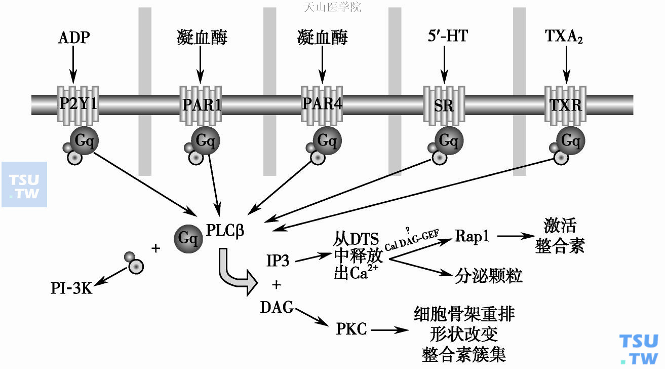 血小板活化的信号转导的分子学基础