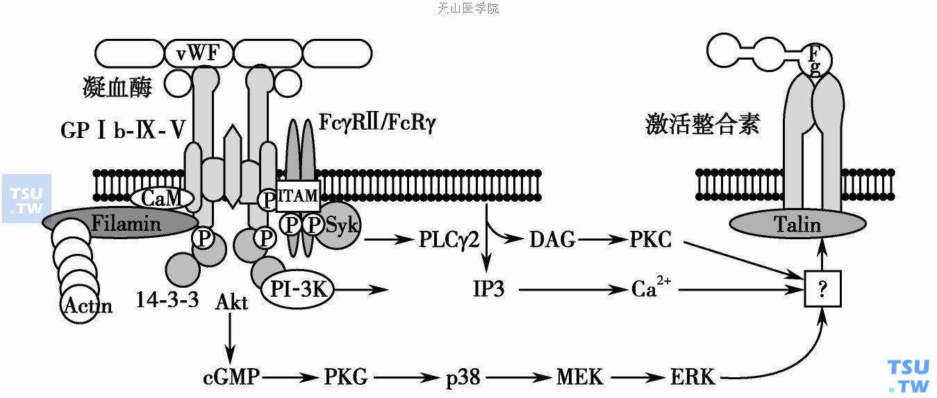  cGMP依赖的蛋白激酶在GPⅠb-Ⅸ-Ⅴ活化的信号转导中作用