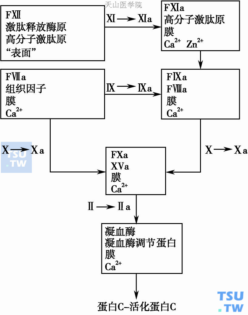  凝血瀑布反应中生成的多蛋白复合物