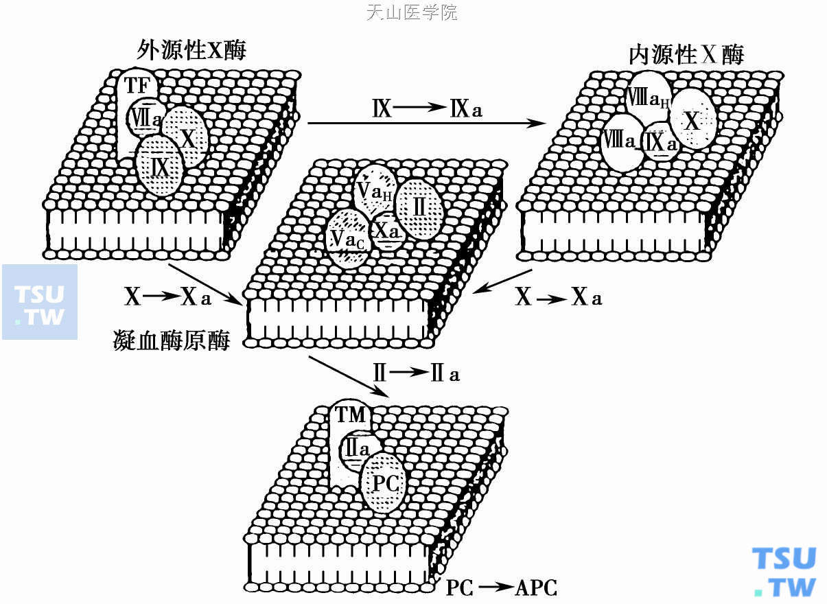 凝血因子生化与功能