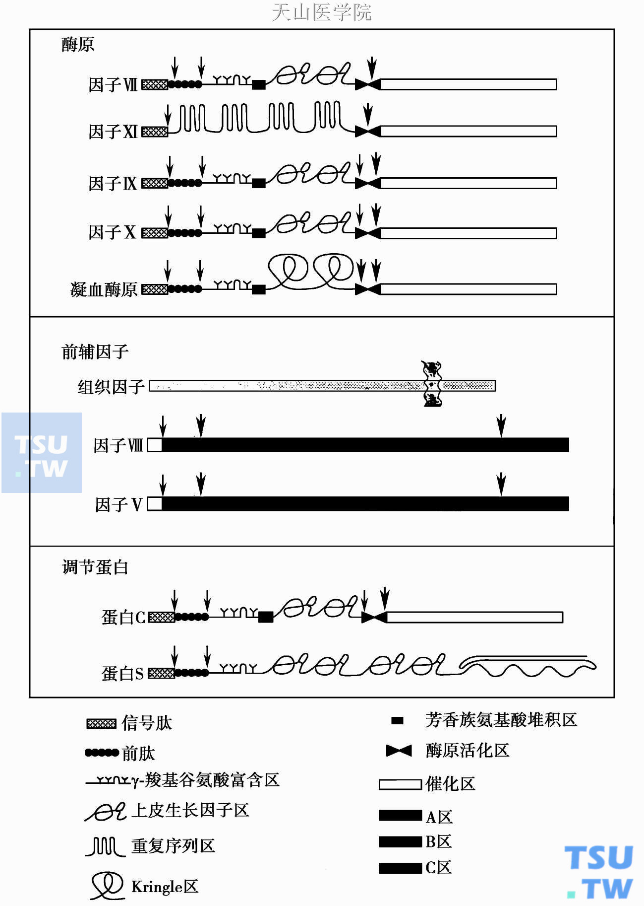  凝血因子、辅因子及其调节蛋白的功能区