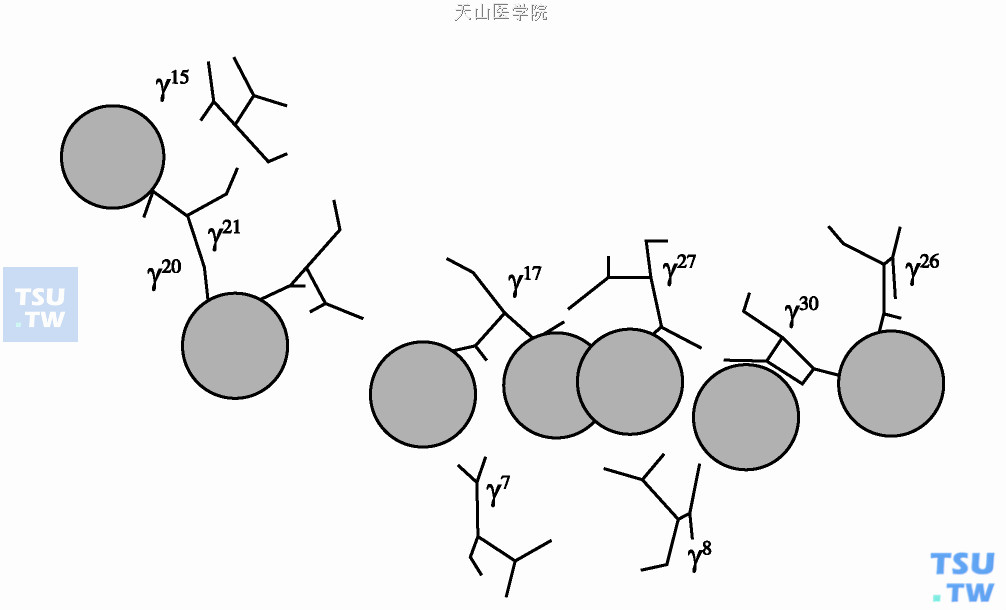  γ-羧基谷氨酸区三维结构——钙离子结合区，并与膜蛋白相互反应