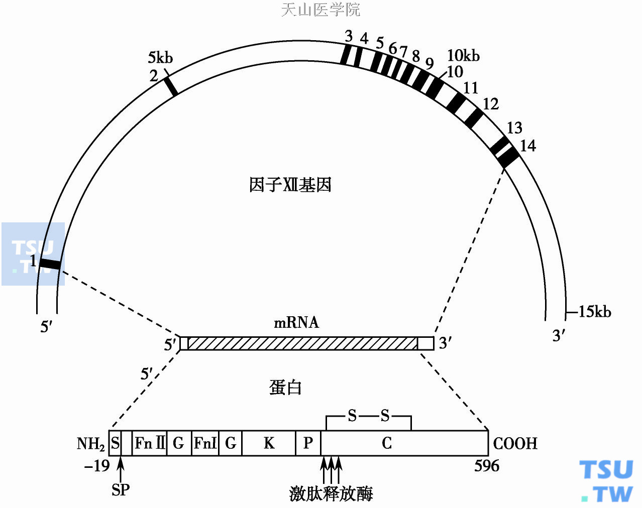  图a　凝血因子Ⅻ基因和蛋白