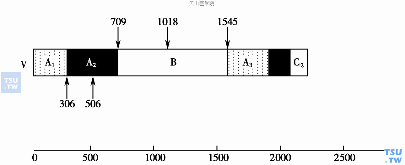  图1　凝血因子Ⅴ功能区示意图