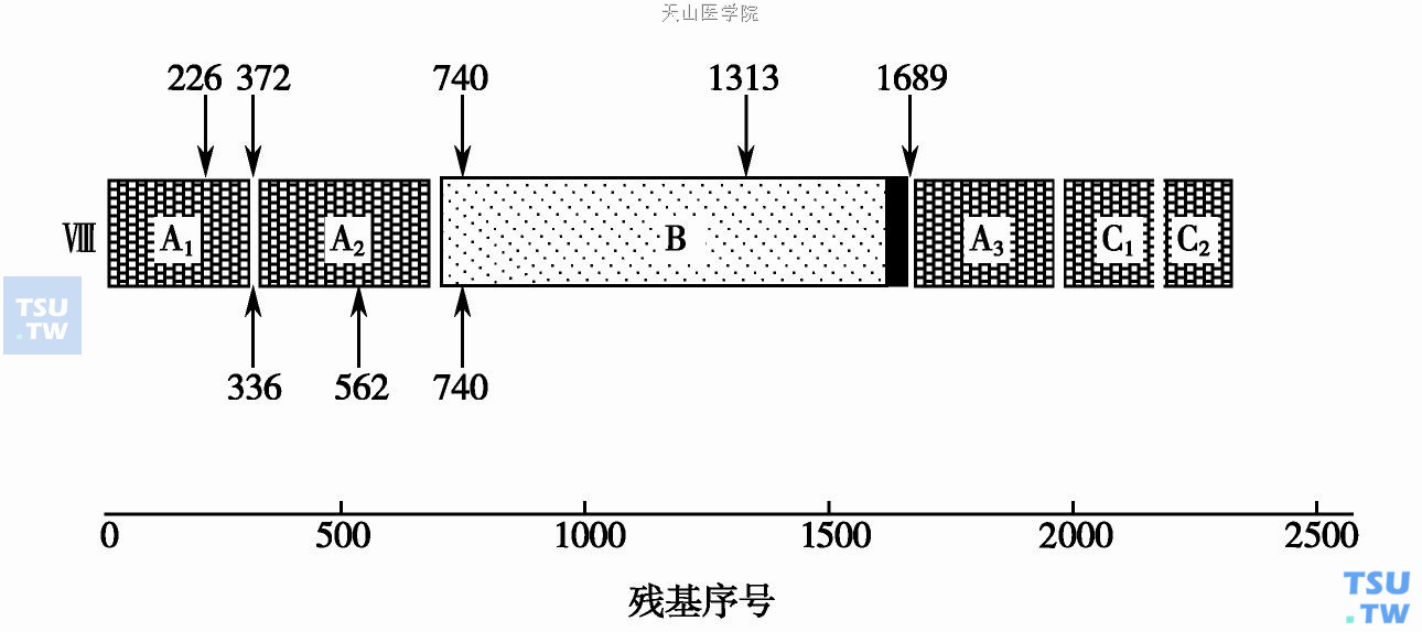  图2　凝血因子Ⅷ功能区示意图