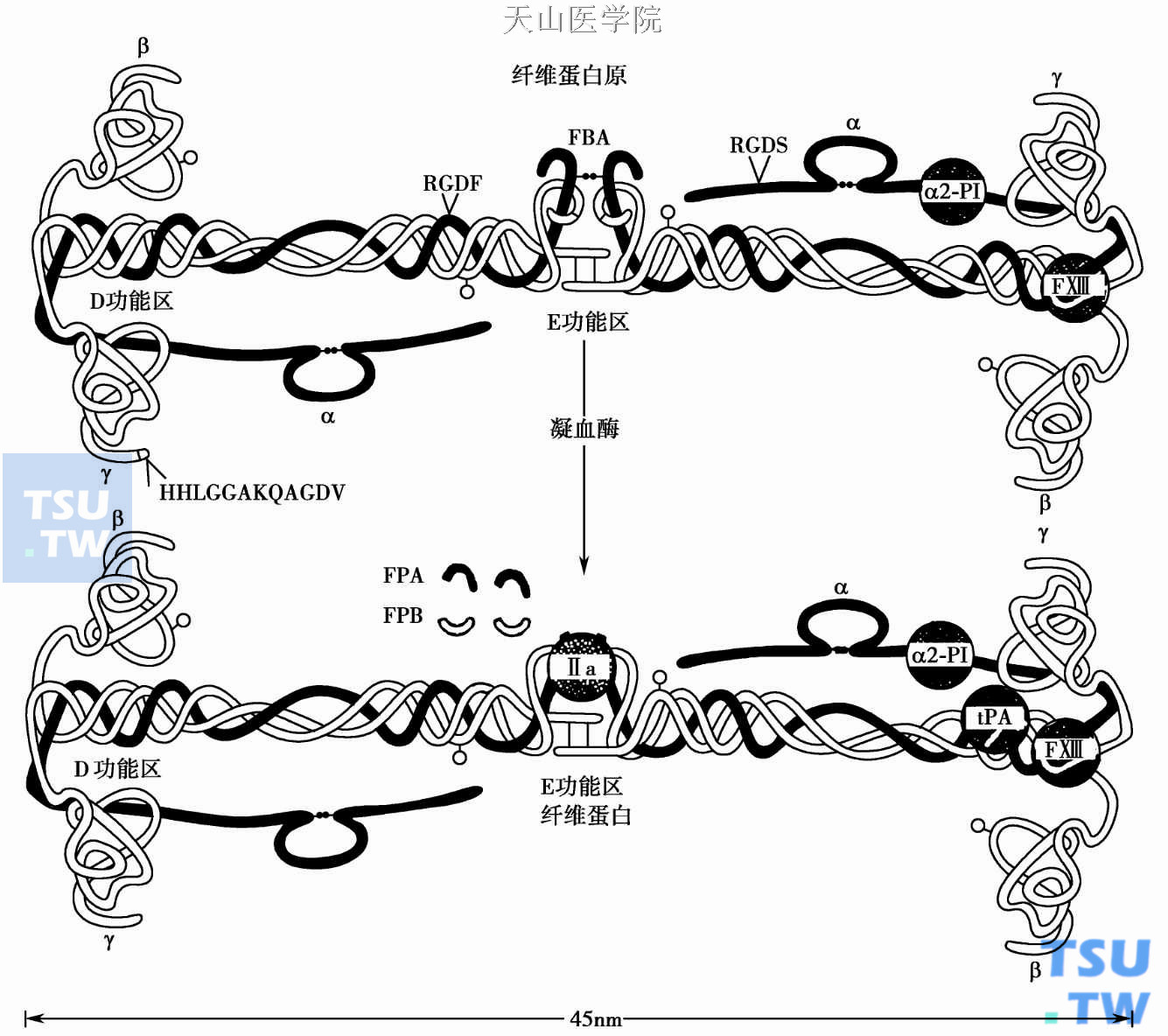  纤维蛋白原和纤维蛋白的结构示意图