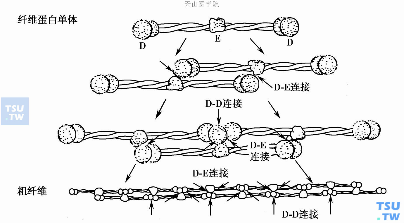  纤维蛋白粗纤维形成图