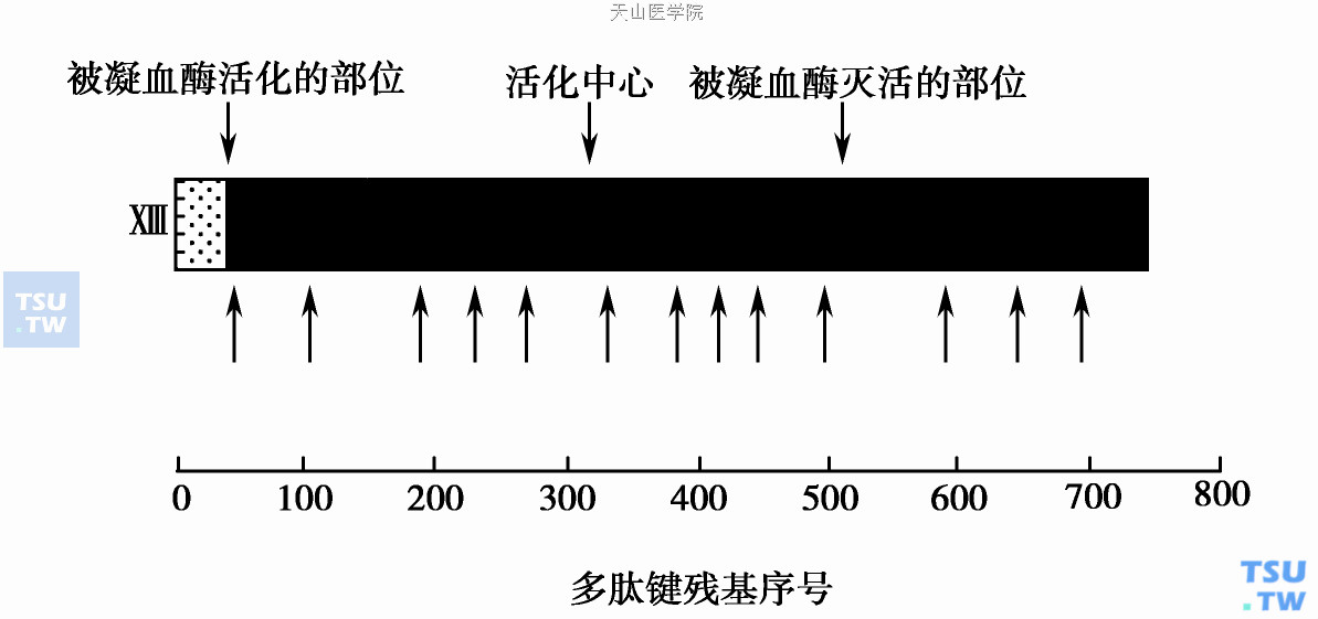  凝血因子XⅢ亚单位结构示意图