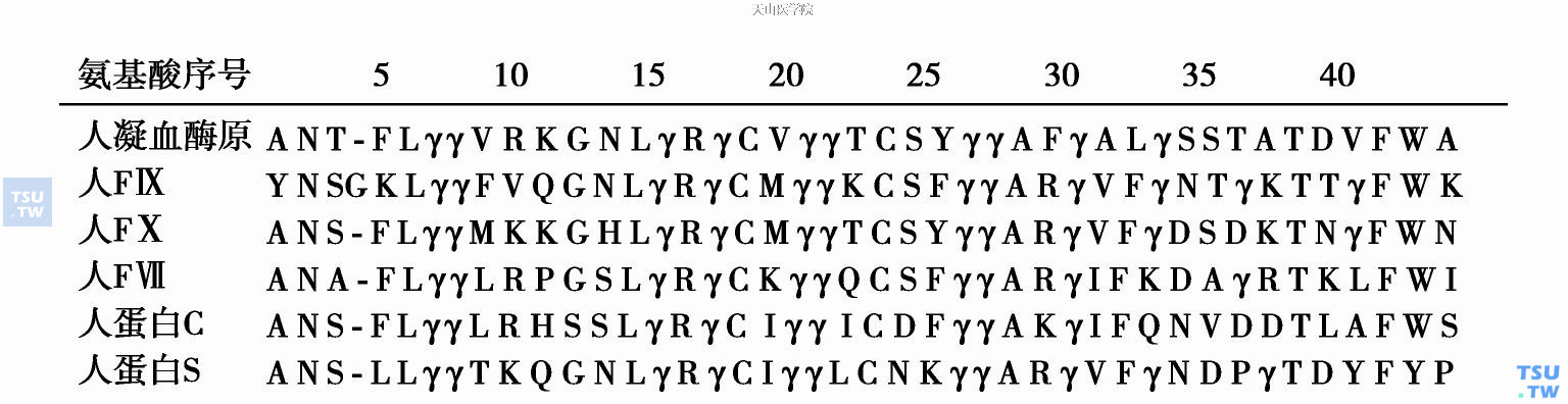  图2　维生素K依赖性凝血因子的γ-羧基谷氨酸富含区的氨基酸顺序（采用单字母氨基酸码，γ代表γ-羧基谷氨酸）