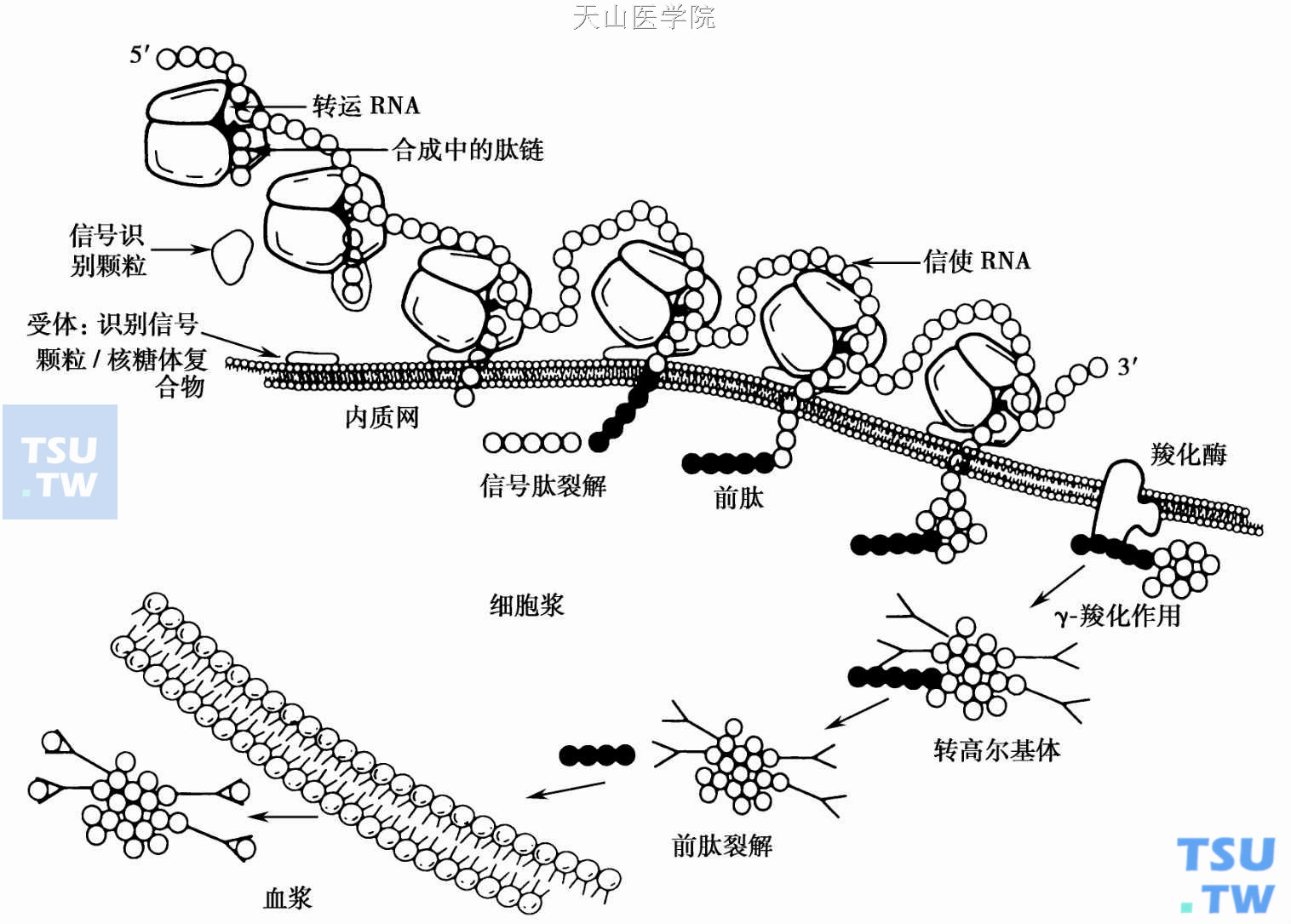  图2　维生素K依赖性凝血因子的生物合成