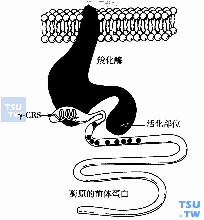  图3　维生素K依赖性凝血因子前体蛋白前肽上的γ-羧化识别部位（γ- CRS）