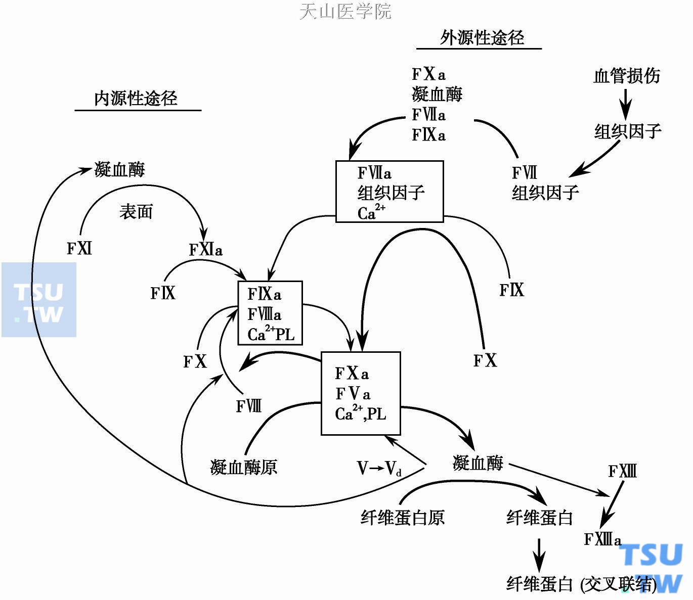  凝血启动的瀑布反应