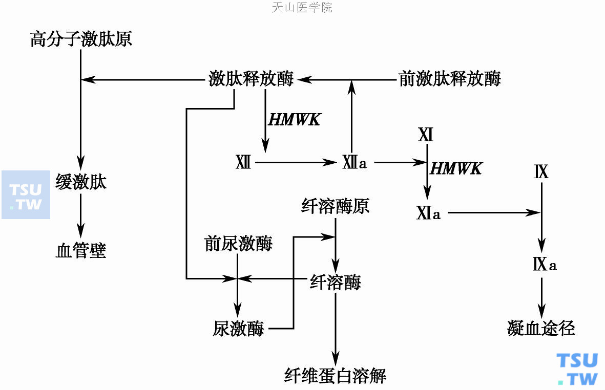  接触激活模式及其与激活、纤溶、凝血系的相互关系