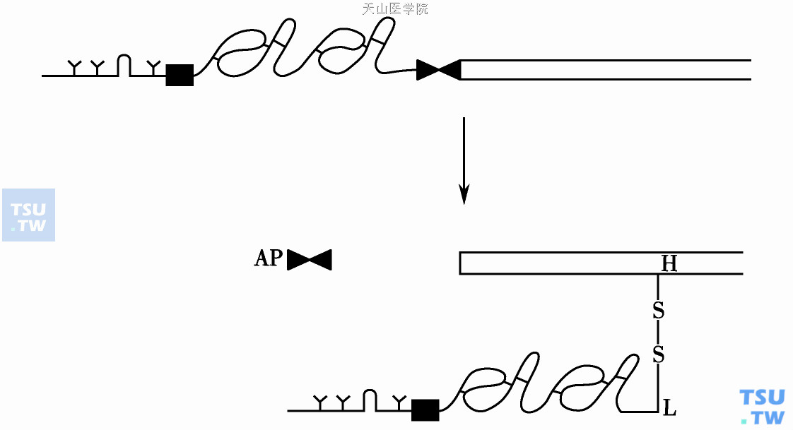 FⅨ的活化过程；FⅨa由轻链（L）和重链（H）以二硫键相连，活化过程中释出活化肽片（AP）