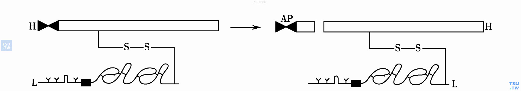  图3　FⅩ的活化过程