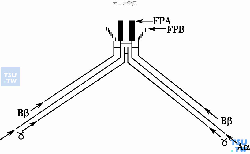 纤维蛋白单体的生成；纤维蛋白原（α2、β2、γ2异二聚体）裂解后释出FPA、FPB并生成纤维蛋白单体