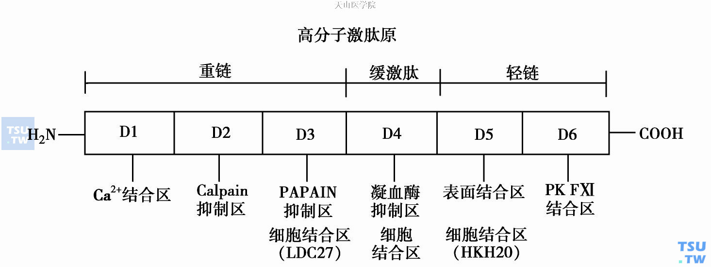 接触活化系的活化机制