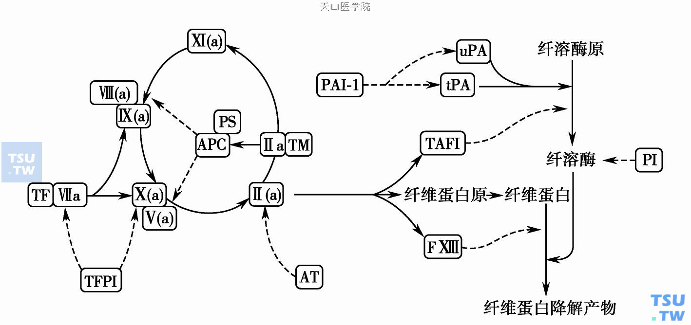  正常止血中凝血块的生成反应和溶解