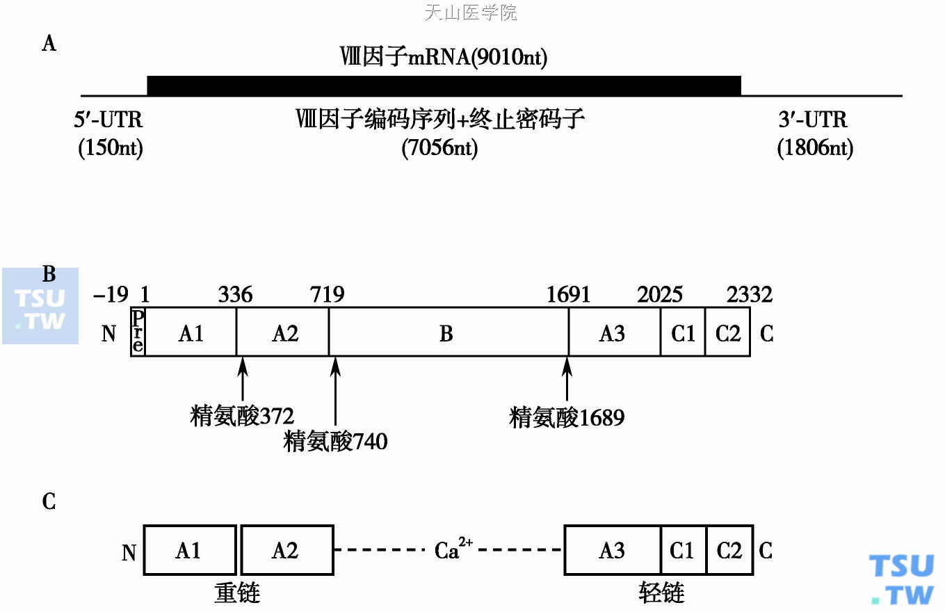 A. FⅧmRNA显示开放阅读框架的位置和长度；B. FⅧ蛋白（总长度为2351个氨基酸）包括19个氨基酸残基的前肽，2332个氨基酸的成熟肽，A1- 3，B，C1和C2表示结构域，精氨酸残基为蛋白水解激活的位点；C.激活的FⅧ是由重链的N末端与轻链的C末端通过钙离子连接在一起。