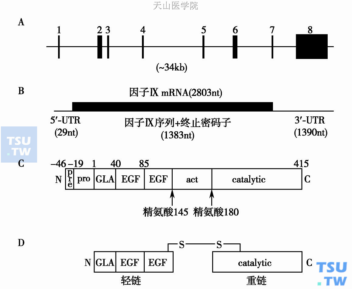 A.人FⅨ基因组结构；B. FⅨmRNA开放阅读框架的大小和位置；C. FⅨ蛋白（全长461个氨基酸）包括原序列（27个氨基酸），前序列（19个氨基酸）和415个氨基酸的成熟肽；D.激活的FⅨ是由一个轻链的N末端和一个重链的C末端通过两个半胱氨酸形成的双硫键结合在一起。GLA：GLA结构域；EGF：表皮生长因子样结构域；act：在蛋白水解激活后激活肽被释放；catalytic：丝氨酸蛋白酶结构域