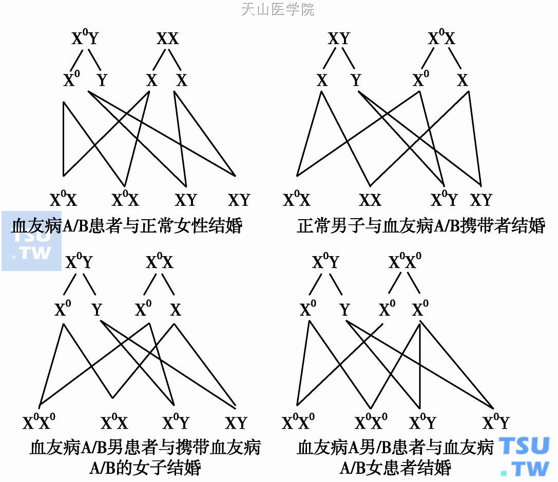 血型遗传图解怎么画图片