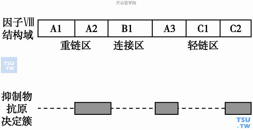  因子Ⅷ结构域及因子Ⅷ抑制物抗原位点