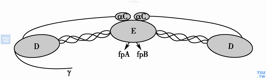 纤维蛋白原基因、蛋白质结构及功能