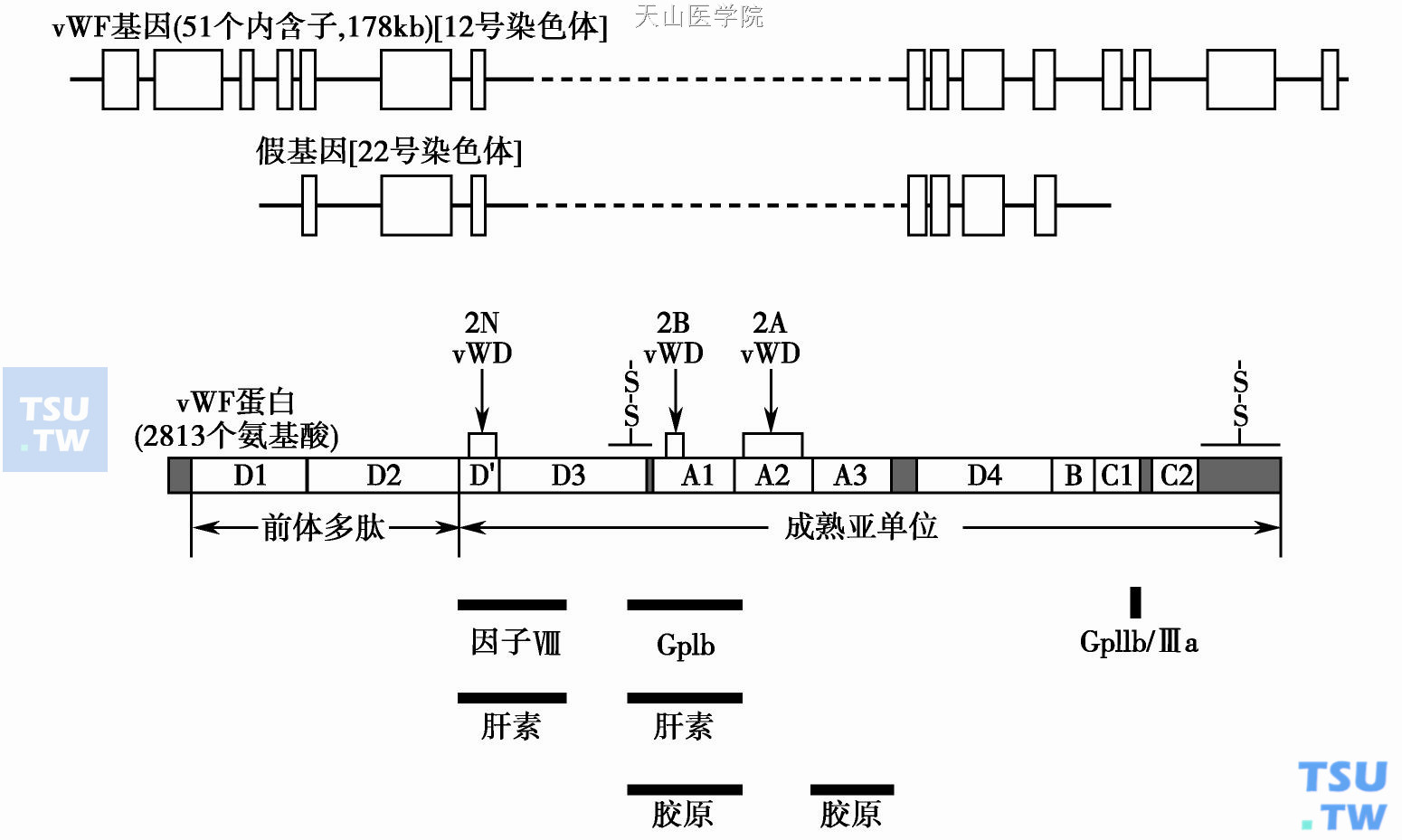  vWF的基因与分子结构