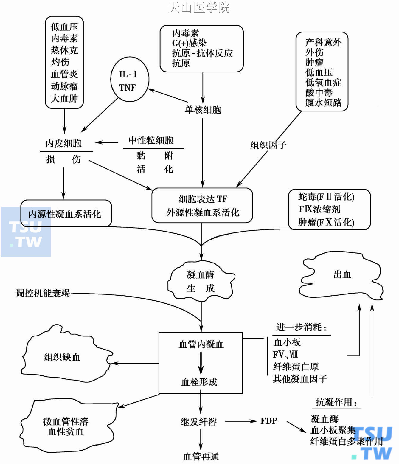  DIC的病因及诱发机制