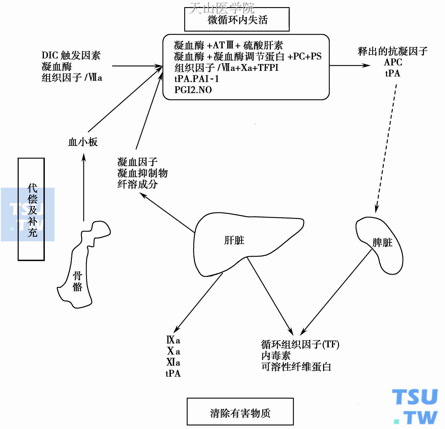  机体对DIC的防护和代偿功能