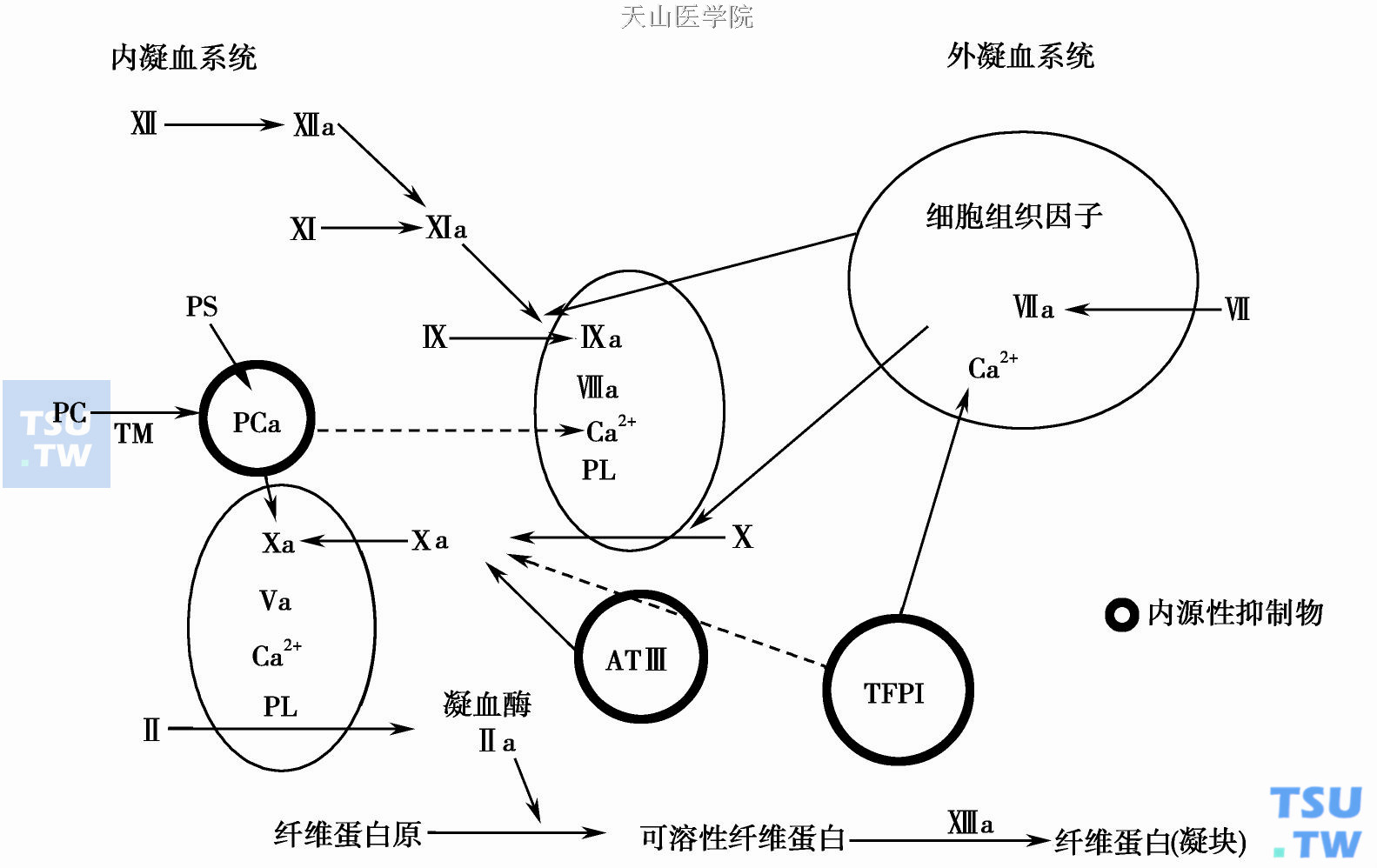  正常抗凝机制对凝血过程的调控