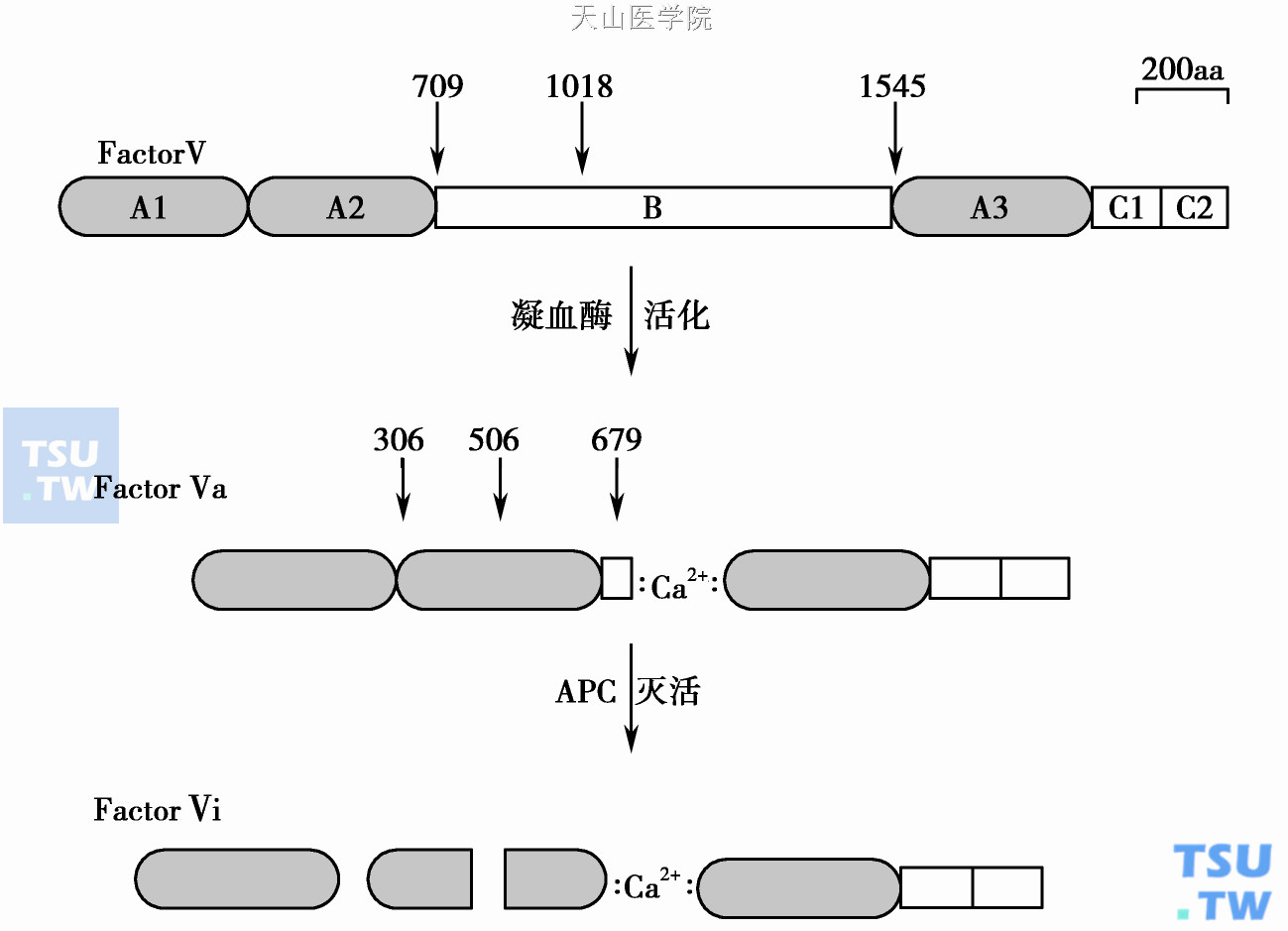 活化蛋白C抵抗症