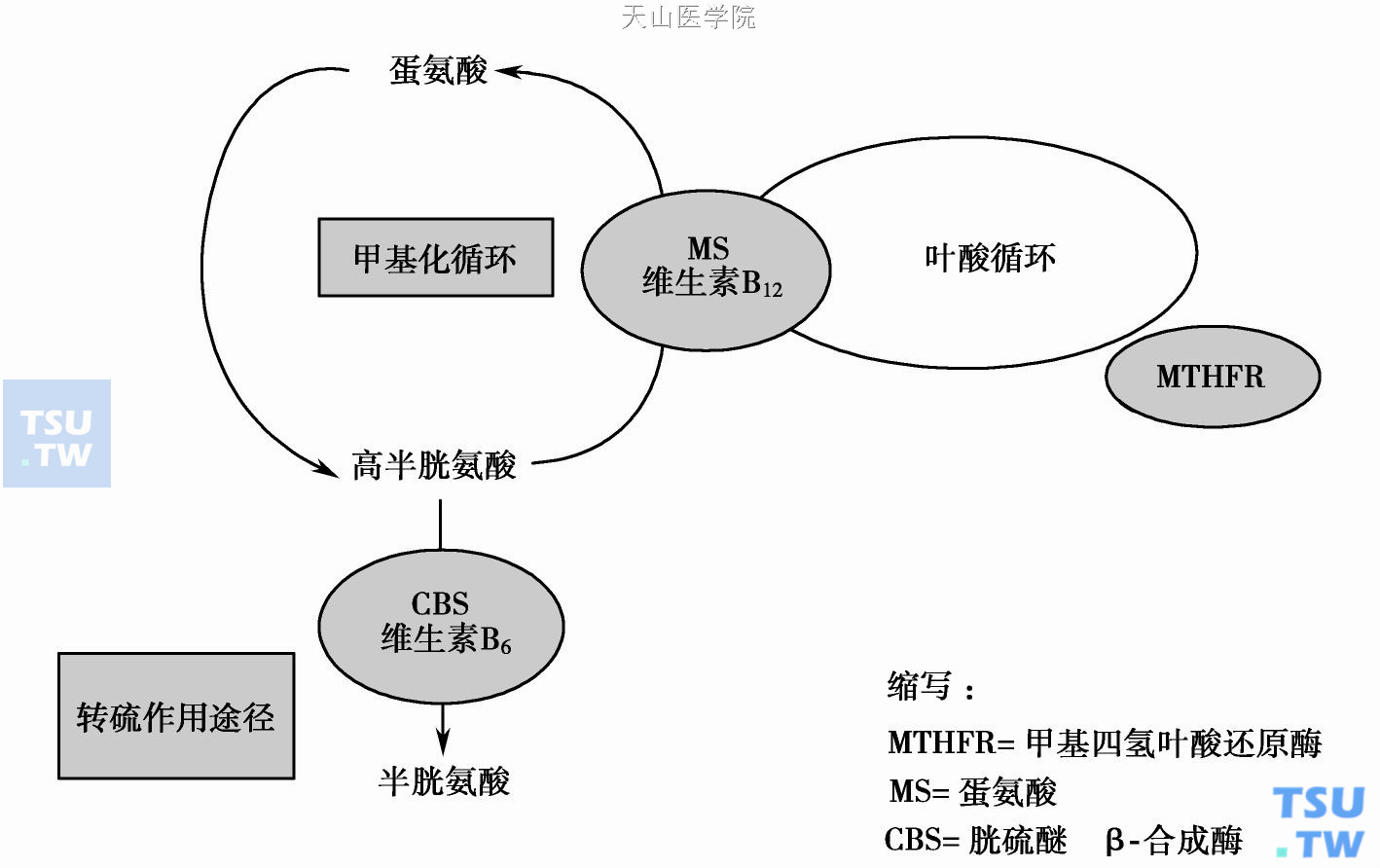  高半胱氨酸甲基化及蛋氨酸在细胞内转化过程