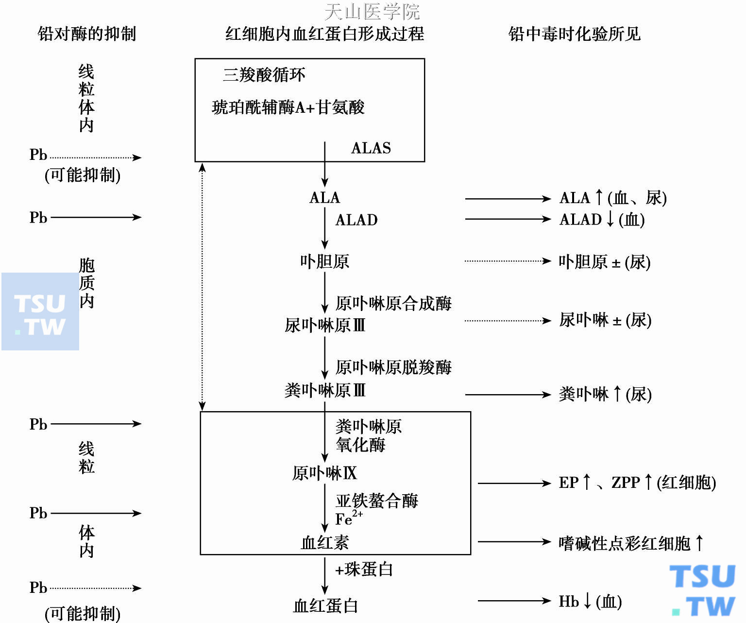  铅对卟啉代谢的影响