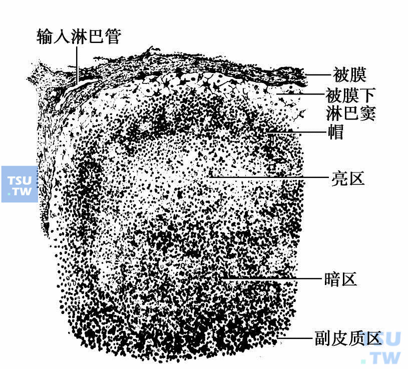  淋巴小结的结构