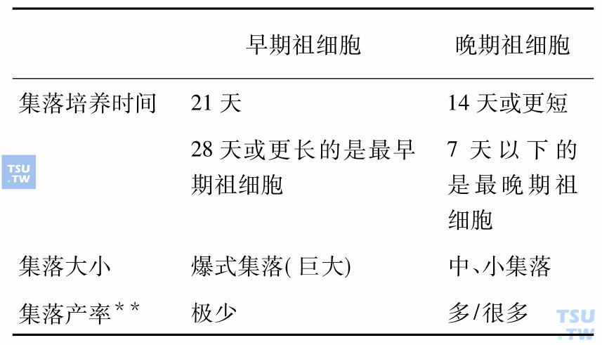 早期和晚期祖细胞集落的区别