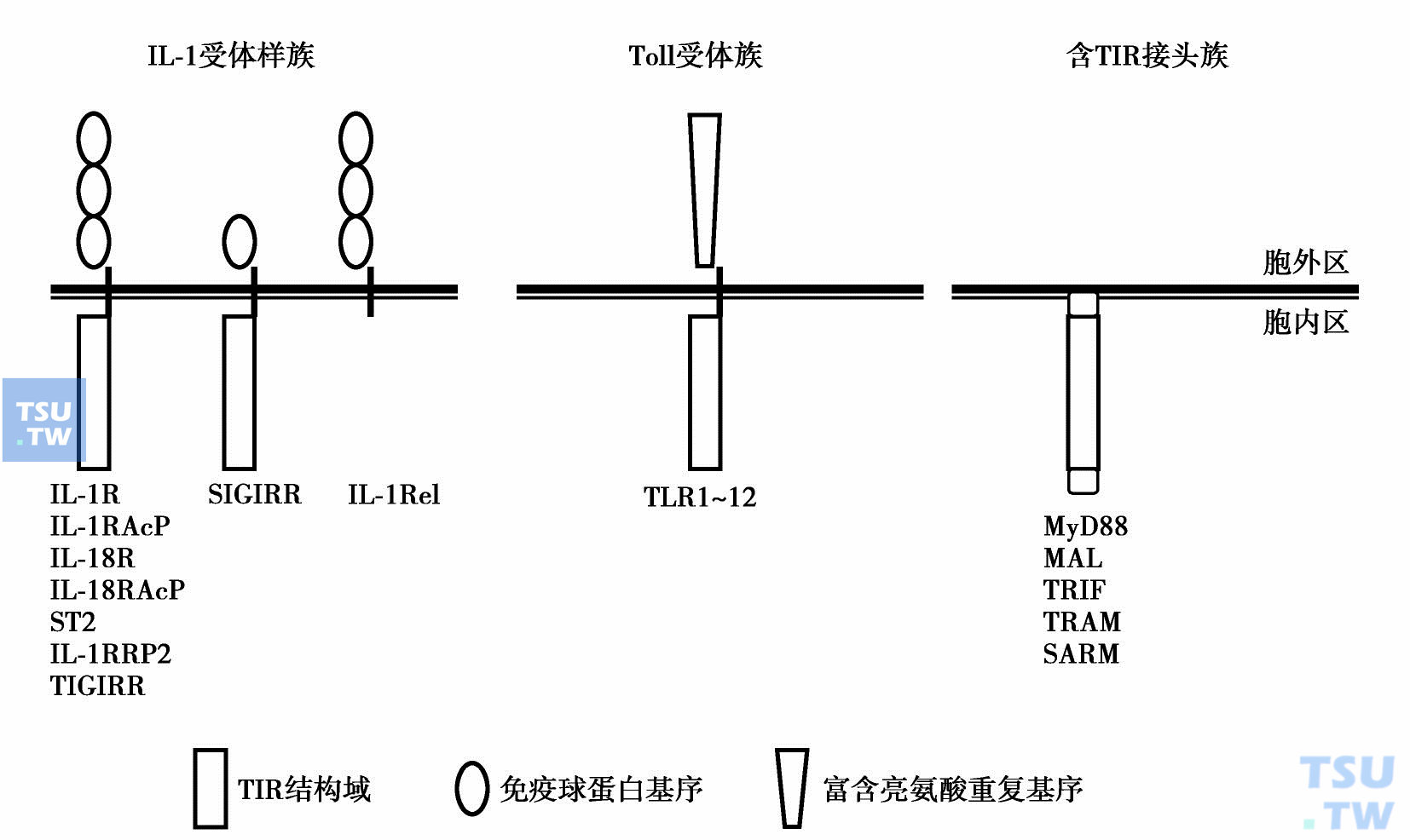 细胞因子受体