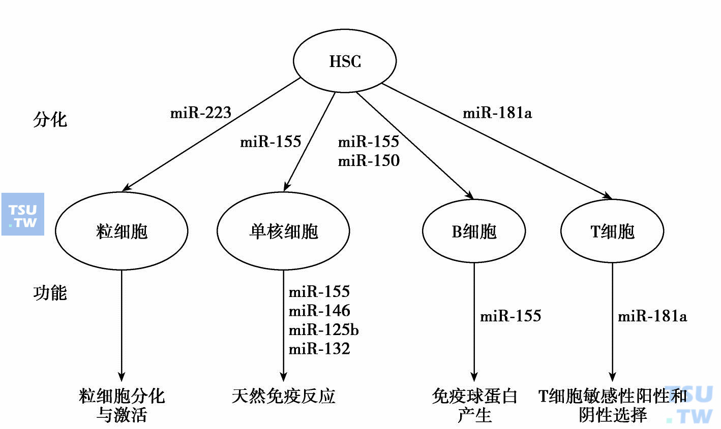  miRNAs参与造血分化和功能调节