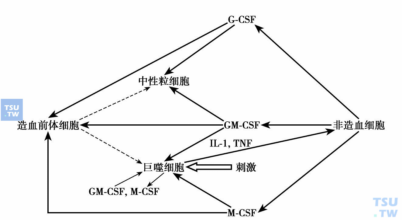  促炎症“CSF-网络”假设（Hamilton 2008）