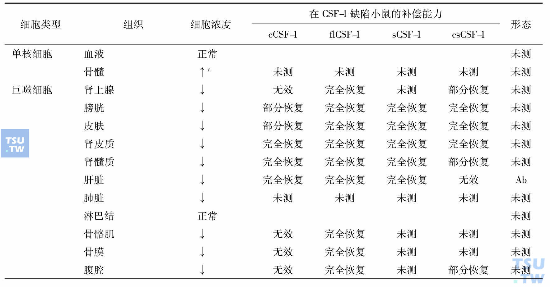 单个核吞噬细胞和破骨细胞发育和成熟对CSF-1的需求（Akagawa 2002）