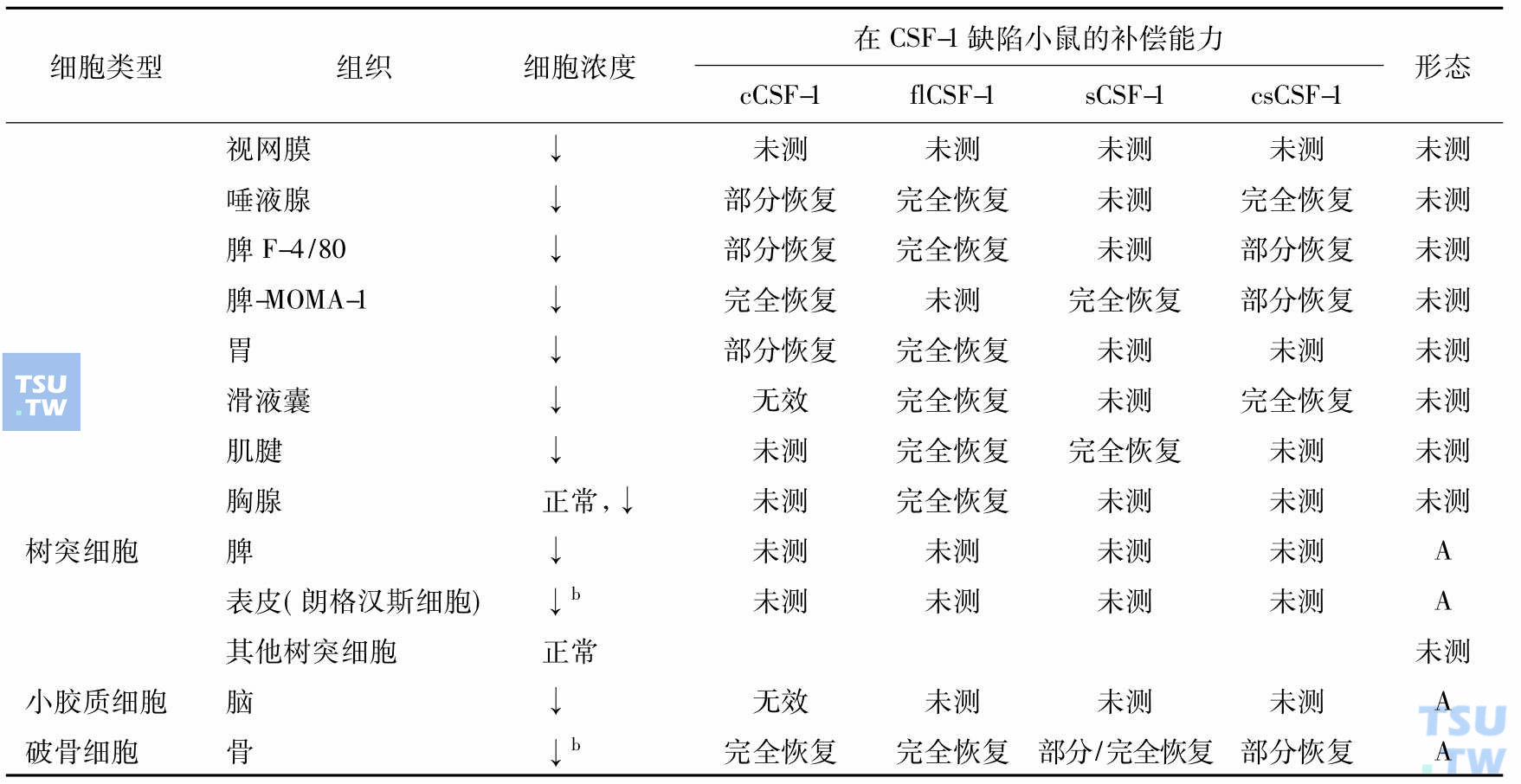 单个核吞噬细胞和破骨细胞发育和成熟对CSF-1的需求（Akagawa 2002）