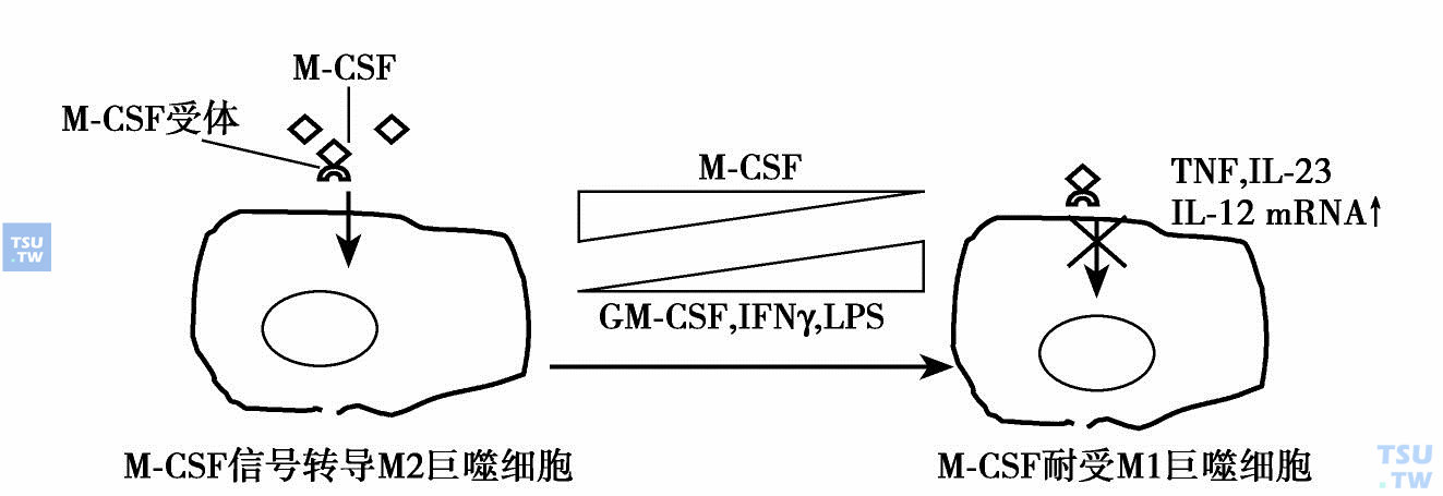  巨噬细胞驾驭炎症状态