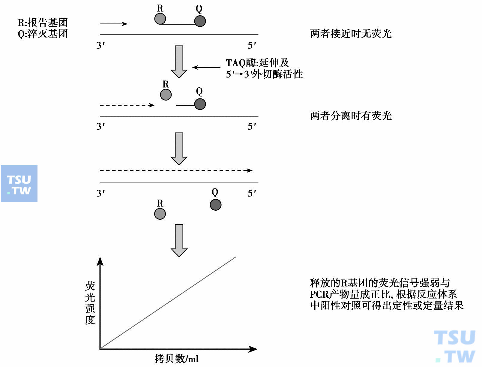  TaqMan荧光探针定量PCR技术的工作原理示意图