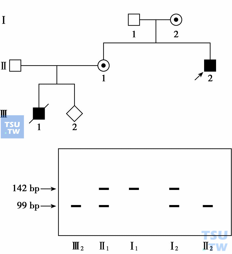  一个X-连锁甲型血友病家系RFLP连锁分析结果示意图