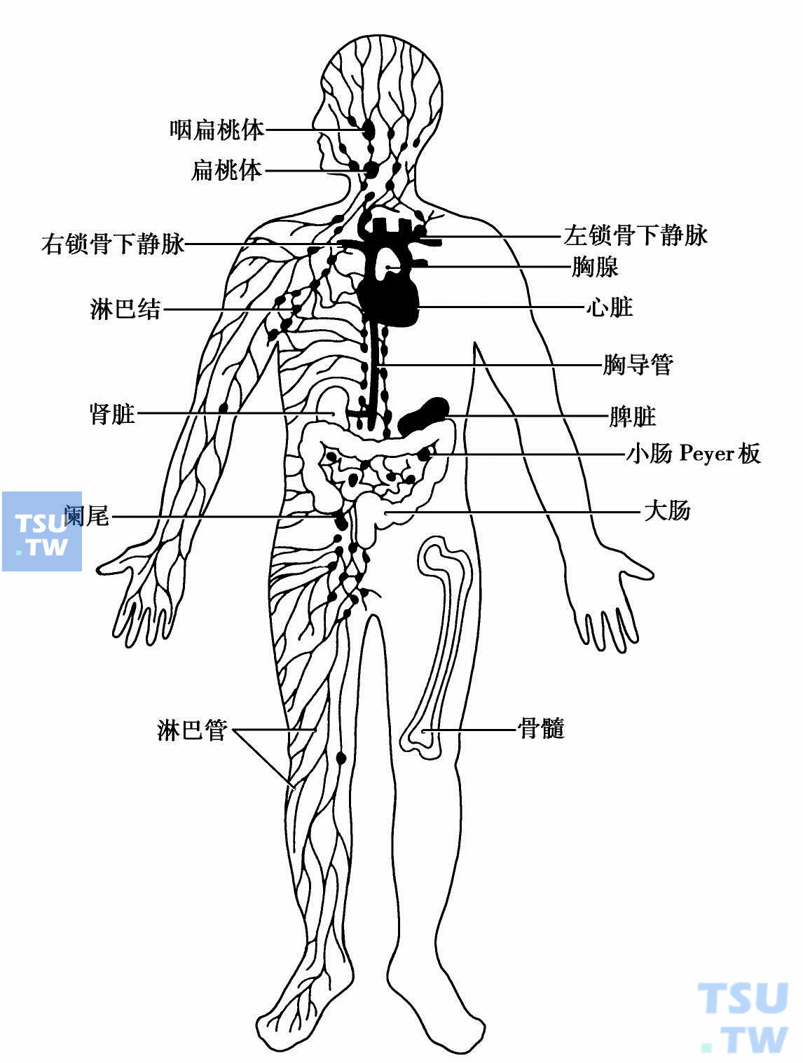 淋巴系统分布图高清图片