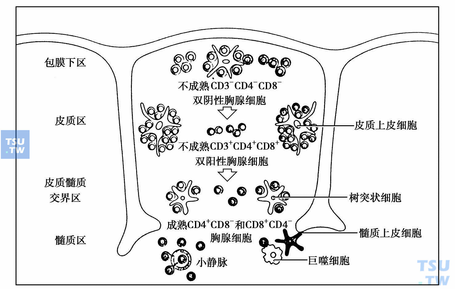 胸腺不同部位的不同发育阶段的胸腺细胞